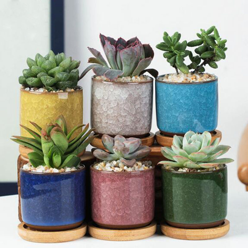 Echeveria Succulent - Juego de 6 unidades de macetas
