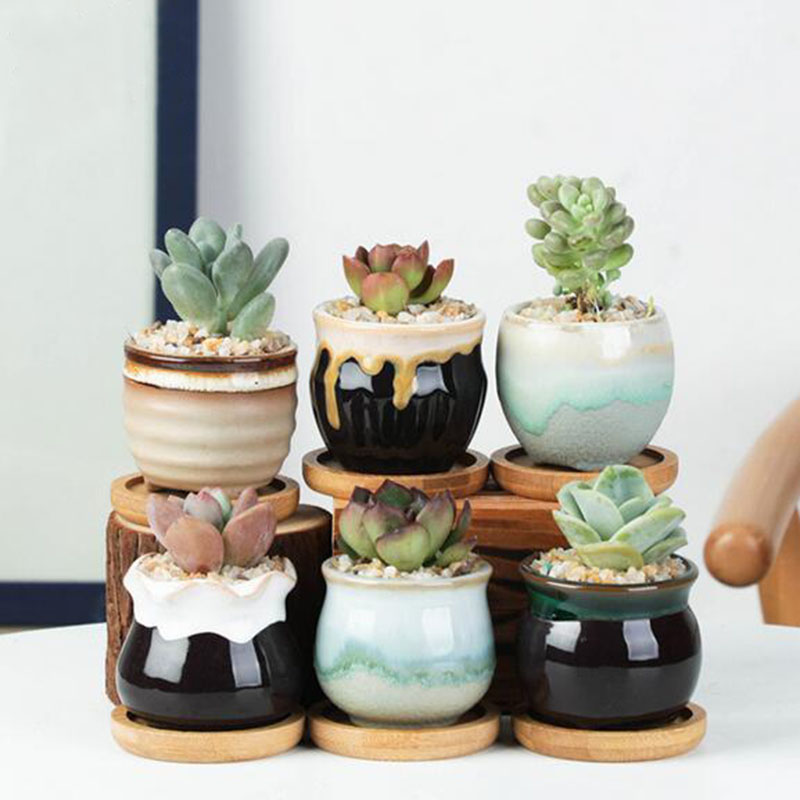 Juego de 6 unidades de macetas - Echeveria Succulent reseña y precio