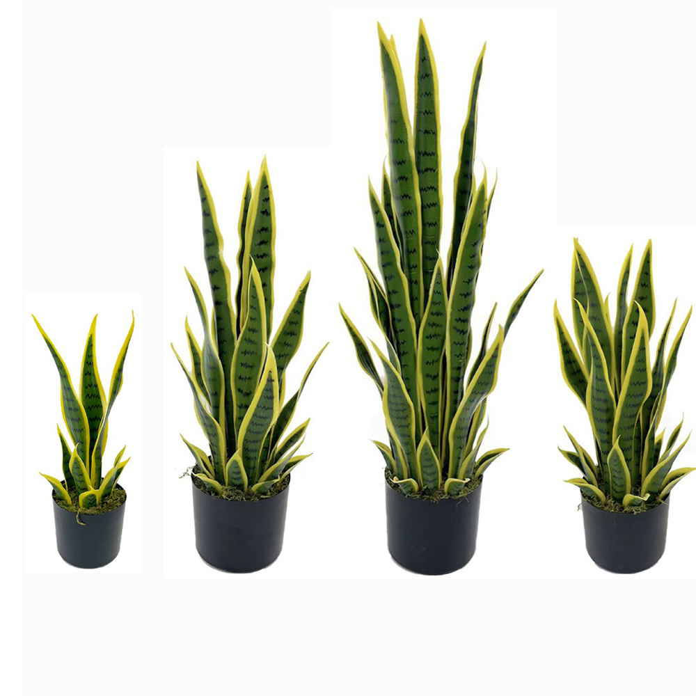 Planta de Sansevieria Artifici - Ficus Lyrata Tree reseña y precio