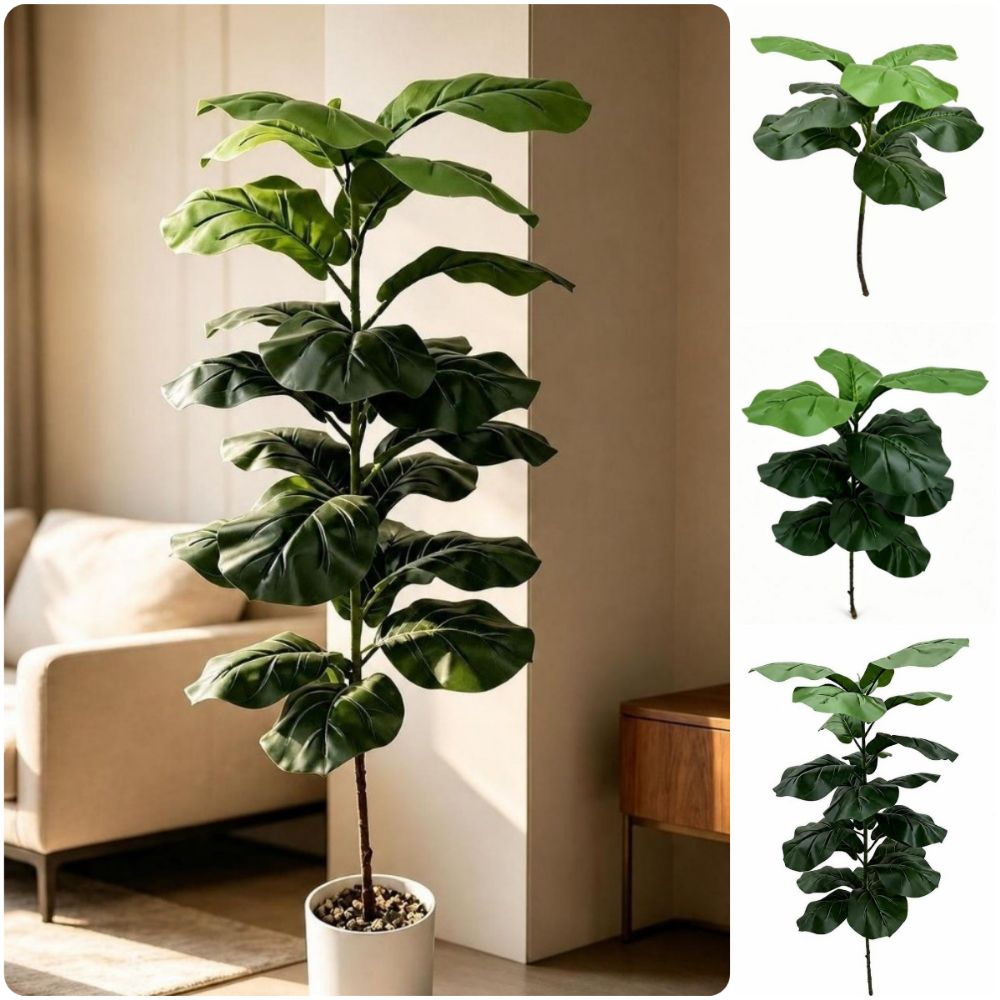 9/15/23 Hojas de Ficus Lyrata  - Ficus Lyrata Tree reseña y precio